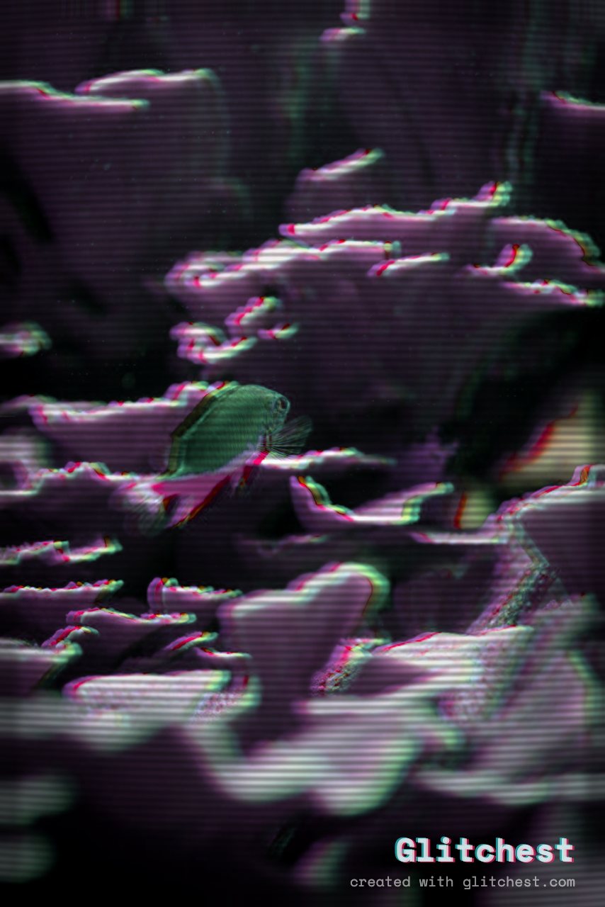 The Vaporwave glitch look applied to a photo in Glitchest