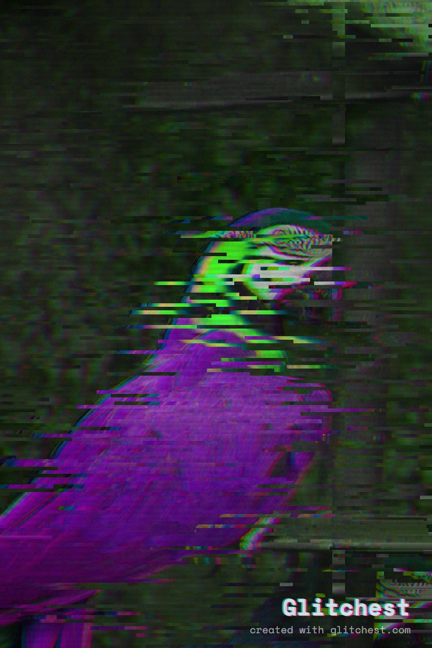 The Cyber Glitch glitch look applied to a photo in Glitchest