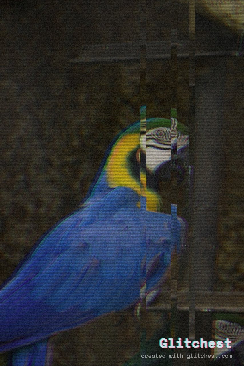 The Camcorder glitch look applied to a photo in Glitchest